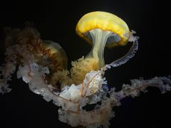 -欢乐海岸海洋奇梦馆