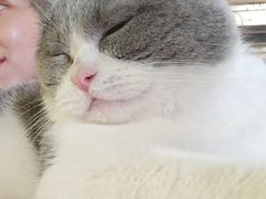 -more than meow吴止猫主题餐厅(承德 中船汇店)