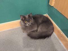 -飞行喵MR PILOT|猫舍·猫咖(静安大融城店)