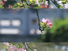 -莫愁湖公园