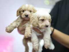 -翊宠yipet猫狗购宠庄园犬舍•猫舍