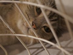 -猫儿山۰猫主题餐厅