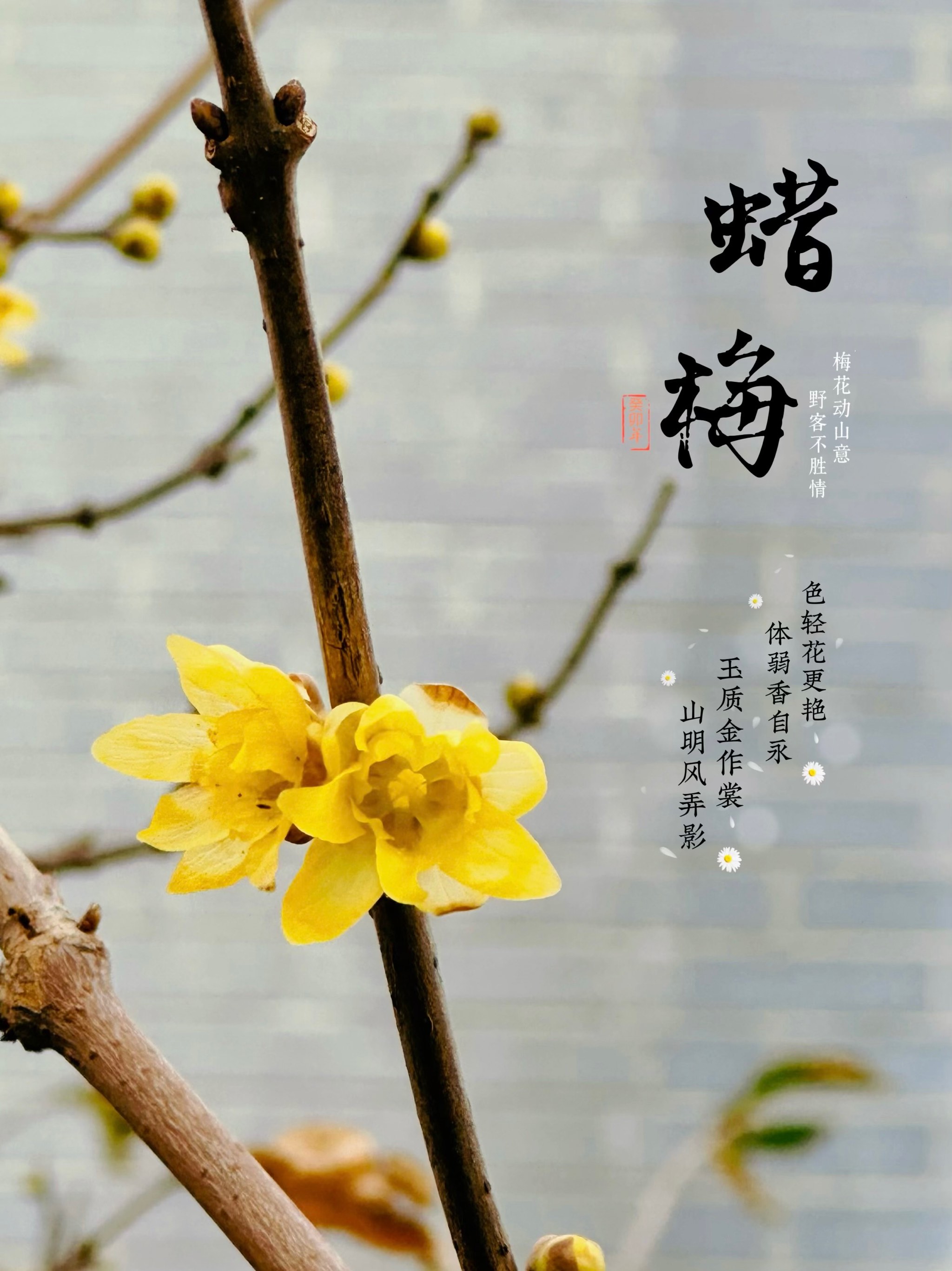 又是一年蜡梅花开