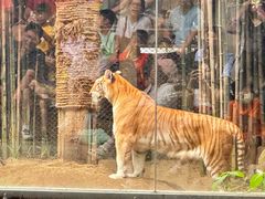 -清迈夜间动物园