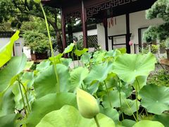 -上海醉白池公园