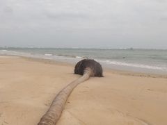 -东郊椰林