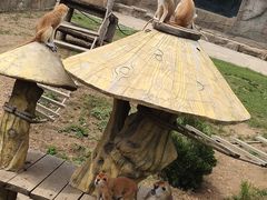 -大连森林动物园