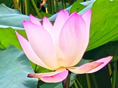 -荔湾湖公园