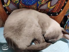 -more than meow吴止猫主题餐厅(承德 中船汇店)