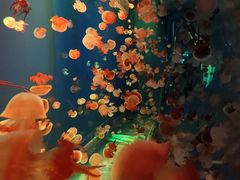 -左海海底世界