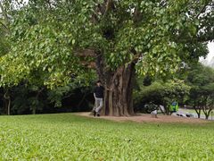 -深圳仙湖植物园
