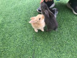 -萌宠亲子动物乐园(槐房万达店)