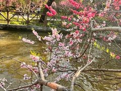 -南汇桃花村