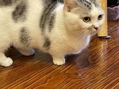 -浅草猫吧猫咖 购宠桌游 约会社交(红鼎国际名苑店)