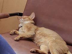 -MOCHA明星猫咖(田子坊店)