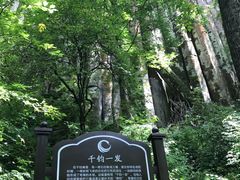 -望天鹅景区