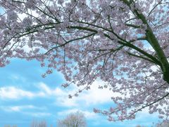 -高东镇樱花园