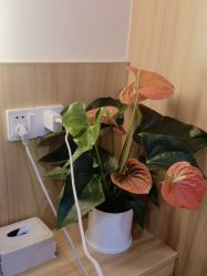 -丝客富脱发养发头皮馆