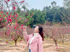 -南国桃园旅游度假区