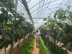 -马陆小张葡萄园农家乐