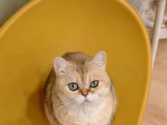 -有喵·猫咖·狗咖·30几只猫10只小狗(岗厦店)
