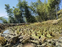 -紫鹊界梯田景区