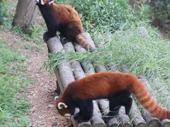 -大连森林动物园