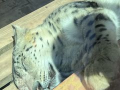 -青藏高原野生动物园