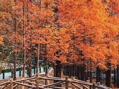-白水寺森林公园