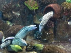 -芽庄珍珠岛游乐园