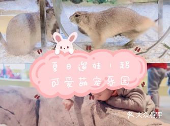 夏日遛娃｜超可爱萌宠乐园！