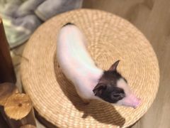 猪猪-浣熊柯尔鸭土拨鼠·电玩咖