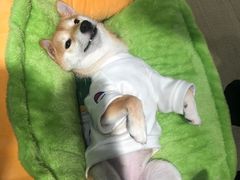 -逗柴咖啡屋·狗咖猫咖宠物桌游