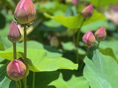 -广州莲花山旅游区