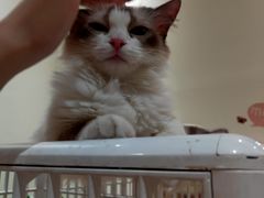 -藏猫猫咖啡主题馆(中央大道店)