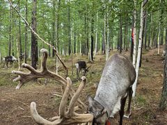 -北极村旅游风景区