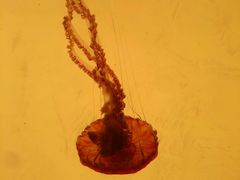 -沈阳海洋探索中心