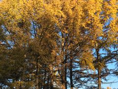 -塞罕坝国家级自然保护区