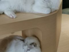 -瞄一喵猫咖(格力海岸店)