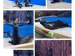 -帝企鹅自助餐厅•儿童岛•真企鹅(长隆企鹅酒店)