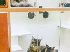 -十年猫舍·猫咪专门店(普陀店)