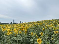 -苏州湾体育公园