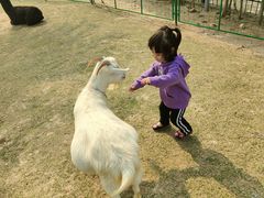 -灵玲国际马戏城
