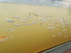 -东平国家森林公园