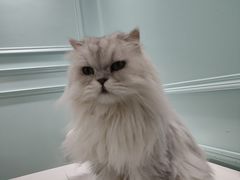 -安格丽娜·狗咖·猫咖羊驼咖(春熙路百盛商场店)
