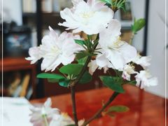 -七彩云南茶(七彩云南第壹城店)