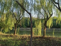 -塘沽森林公园