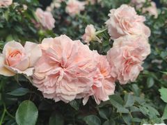 -人民公园(罗湖区)