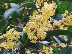 -成都七中(林荫校区)