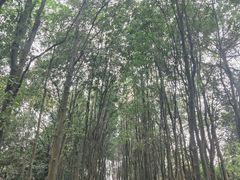 -火炉山森林公园